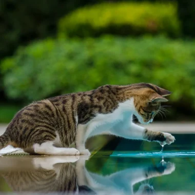 How to Create a Pet-Friendly Garden: Eco-Friendly Tips for Pets & Plants