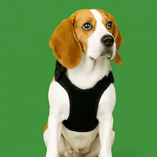 Leashes & Harnesses