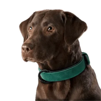 Oakline Collar